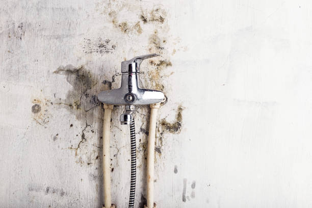 Best Professional Mold Removal  in Portage, MI