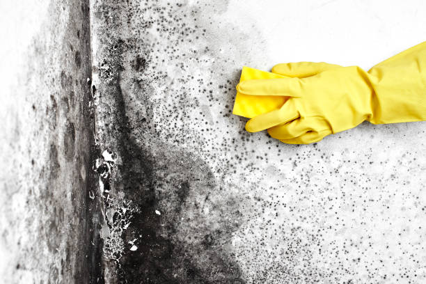 Attic Mold Removal in Portage, MI