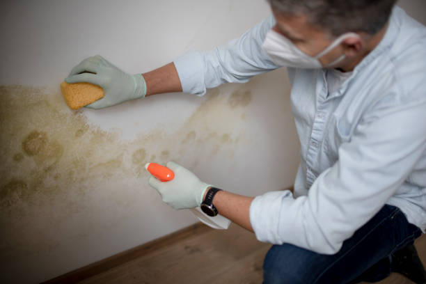 Best Commercial Mold Removal  in Portage, MI
