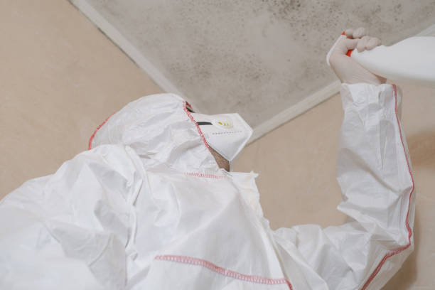 Best Black Mold Removal  in Portage, MI