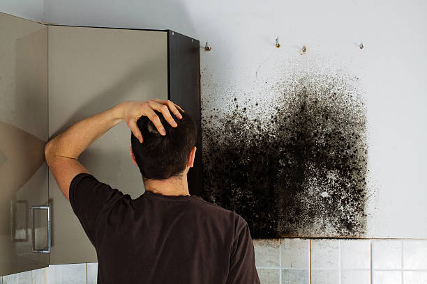 Best Emergency Mold Removal  in Portage, MI