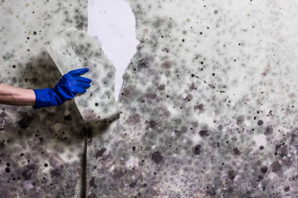 Mold Testing and Removal in Portage, MI